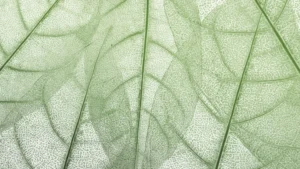 Green Sketching in 5 Steps